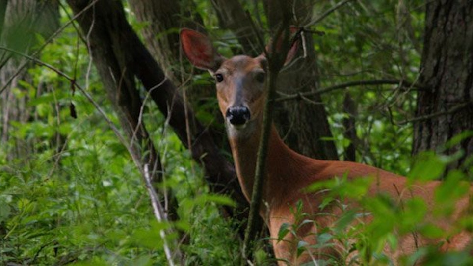 How To Hunt Doe Bedding Areas