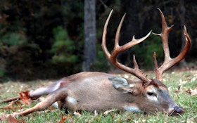 Mississippi Bans Most Imported Deer Carcasses