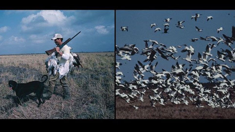 Deadly Snow Goose Hunting Technique