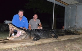 826-Pound, Over 14-Foot Alligator Sets 2 Mississippi Records