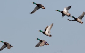 2022 Breeding Waterfowl Population Survey Estimates 34.2 Million Ducks