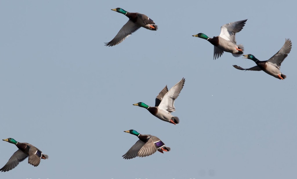 2022 Breeding Waterfowl Population Survey Estimates 34.2 Million Ducks