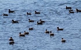 Tests On Ducks Could Provide Early Warning On Bird Flu