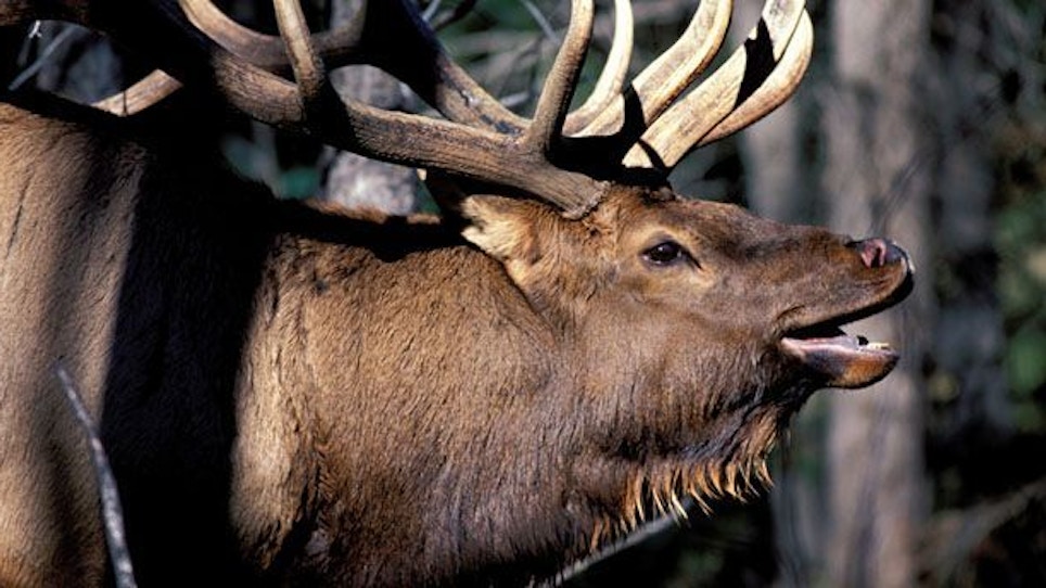Bowhunting for Bugling Bull Elk