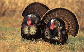 4 Reasons Why Turkey Hunting Is More Popular Than Ever