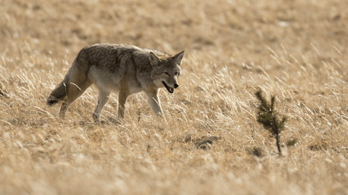 Coyotes inhabit every corner of whitetail country, so the sound of a coyote's bark isn’t out of the ordinary. But it does force a deer to stop and look for the danger. Photo: Moose Henderson