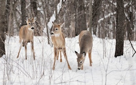 Record Snowfalls Expected to Increase Whitetail Deer Mortality