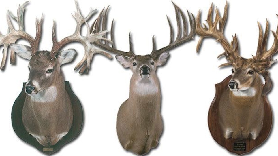 Whopper Whitetails — The Biggest Bucks On Record
