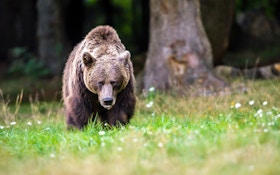 Hunters Kill Grizzly in Self-Defense