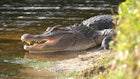 Mississippi Gator Hunters Get New Zone
