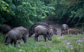 Missouri Efforts to Control Feral Pigs Gains Traction