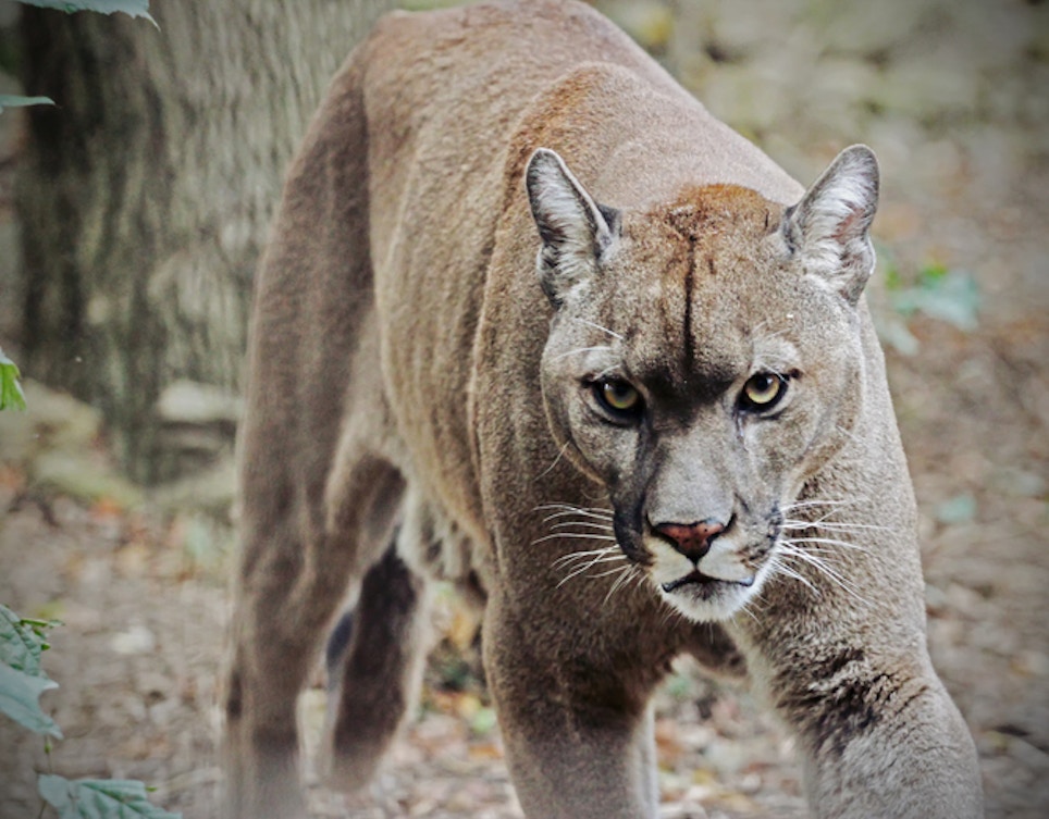 Girl Attacked, Injured by Cougar