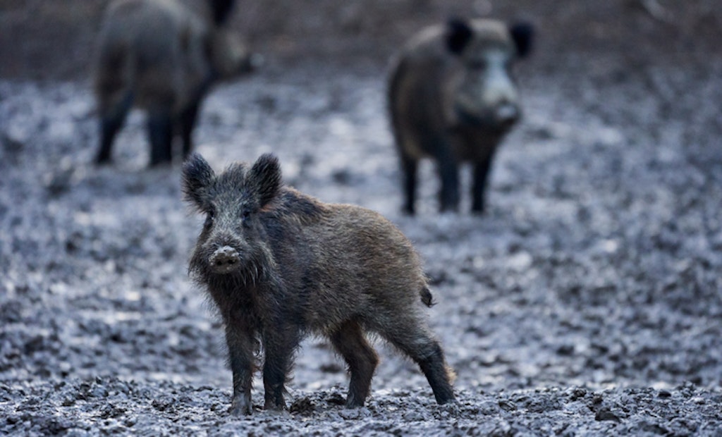 Feral Pigs Becoming a More Serious Issue in Rome