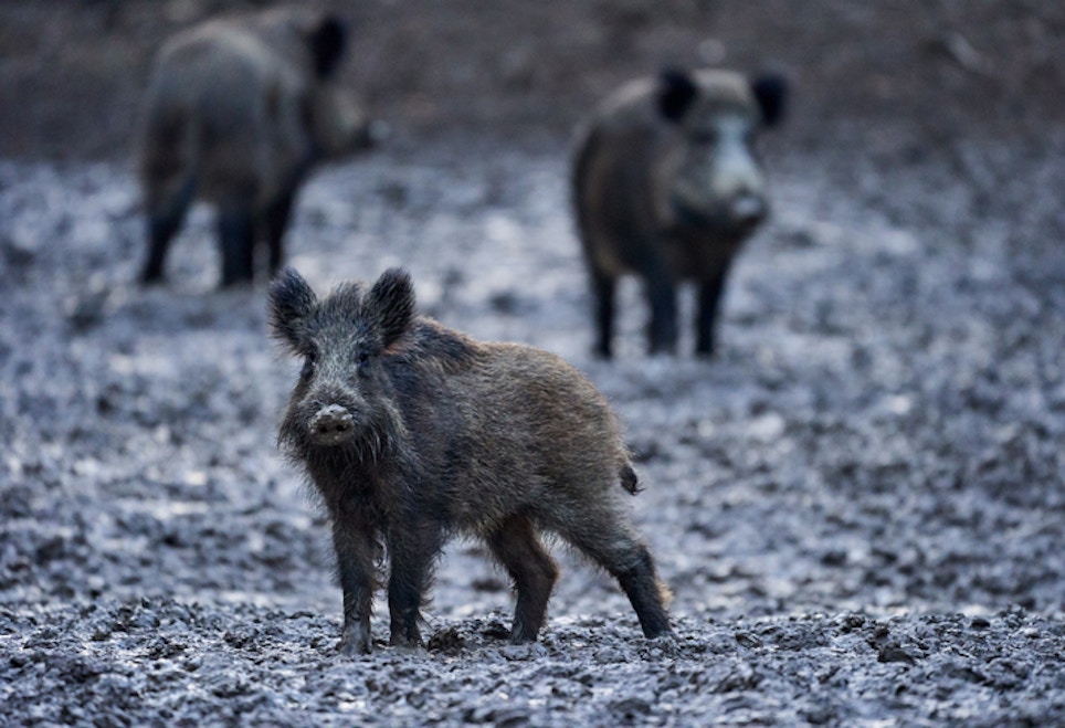 Feral Pigs Becoming a More Serious Issue in Rome