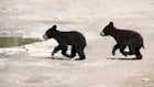 California Man Cited for Possession of Bear Cubs