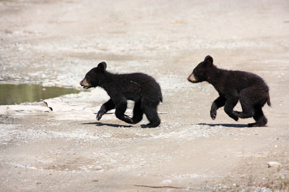 California Man Cited for Possession of Bear Cubs
