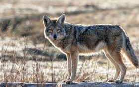 Eastern Vs. Western Coyotes — A Numbers Game
