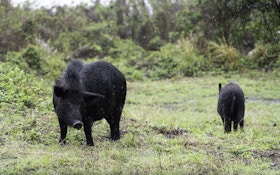 Hawaii Hog Hunters Huffy About Contraception