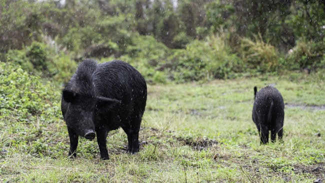 Hawaii Hog Hunters Huffy About Contraception