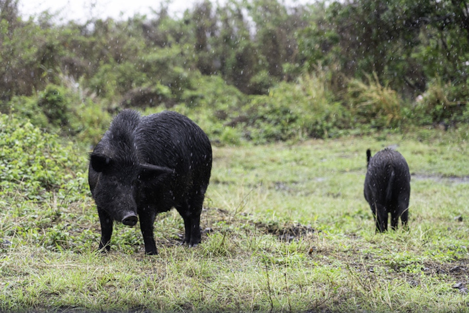Hawaii Hog Hunters Huffy About Contraception