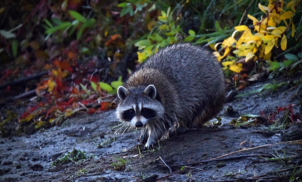 Georgia Hunters to Pursue Raccoons, Opossums Year-Round