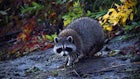Georgia Hunters to Pursue Raccoons, Opossums Year-Round