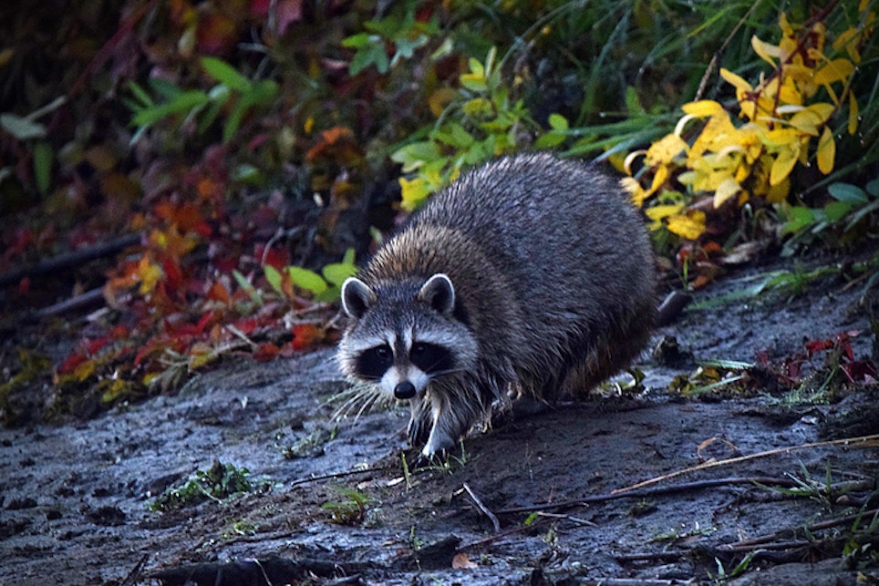 Georgia Hunters to Pursue Raccoons, Opossums Year-Round
