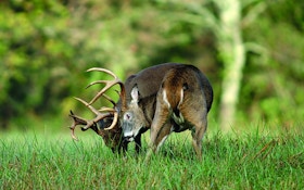 Do Individual Whitetail Bucks Have Different Personalities?