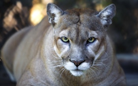The Myth of the Eastern Cougar