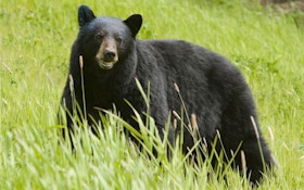 Pennsylvania Bear Harvest Fifth-best Ever