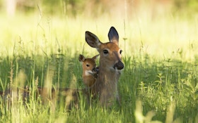 Coyotes Eat Fawns, But Rain (Yes Rain!) Is a Threat to Deer Too