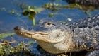 Oklahoma Wants More Information About Alligators