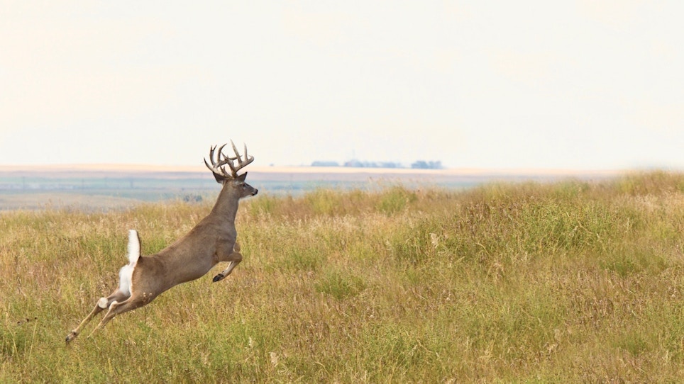 What To Do When a Deer Doesn't Fall After the Shot