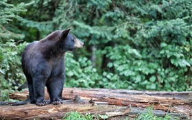Massachusetts Bear Population Grows, Expands Range