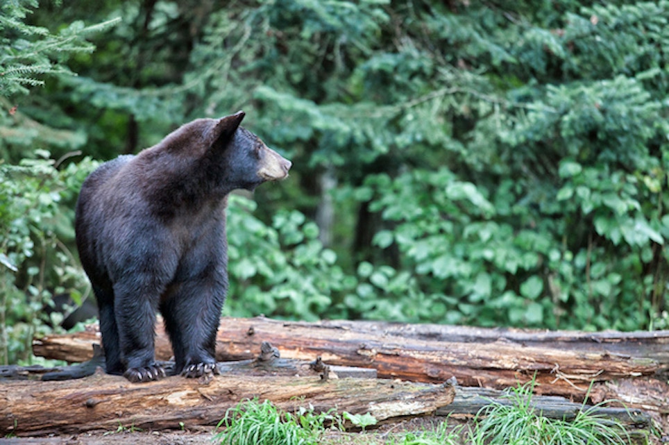 Massachusetts Bear Population Grows, Expands Range