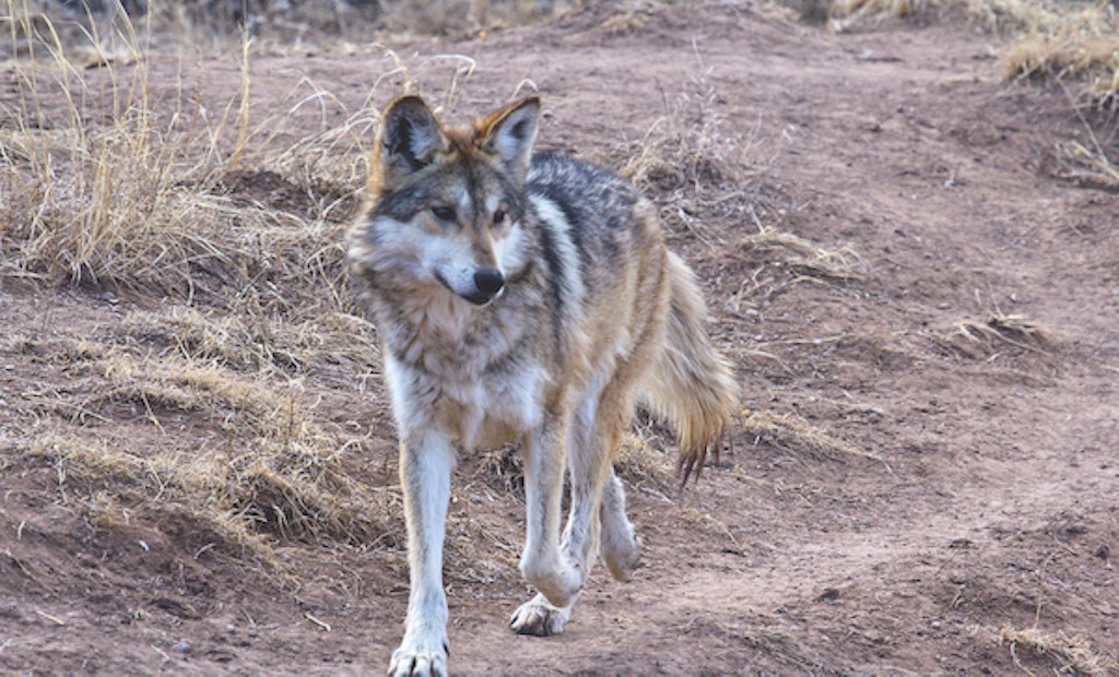 Are Mexican Wolves Reshaping the Lives of Elk?