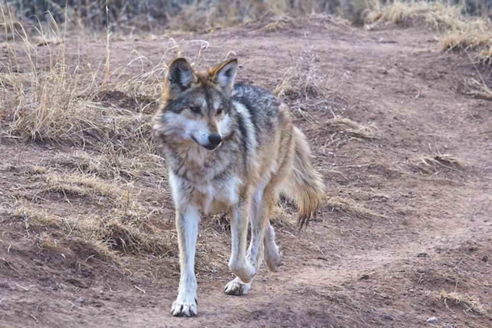 Are Mexican Wolves Reshaping the Lives of Elk?