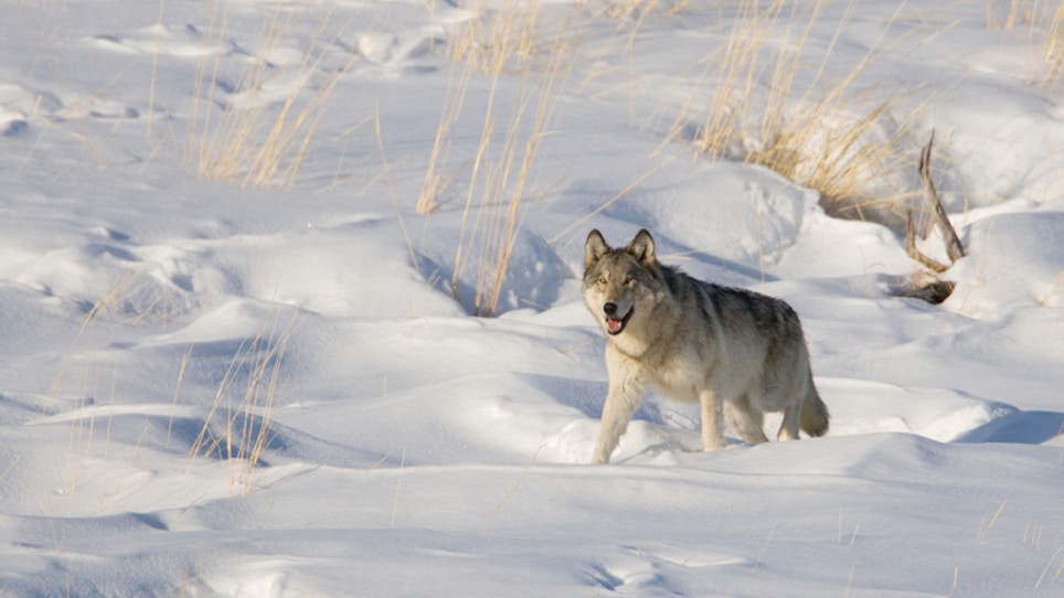 Wisconsin Wolf Season a Success