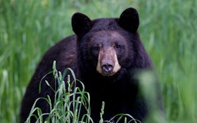 Opinion: Antis Seek Black Bear Hunting Ban