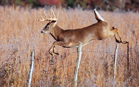 How high can deer jump?