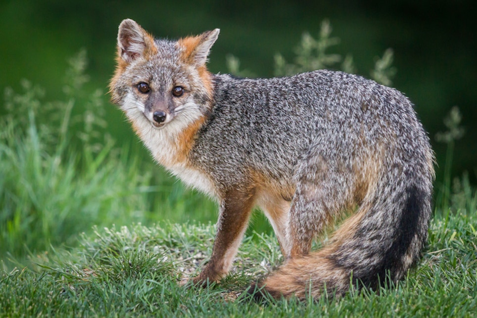 Hunting Gray Foxes: Ghosts of the Hardwoods