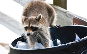 Critter Control: How To Trap Raccoons