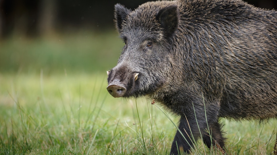 Hog Wild: Why Bowhunters Should Set Their Sights On Feral Pigs
