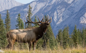 Hunter Pays For Poaching Trophy Elk In Colorado