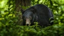 Jogger Attacked, Injured by Black Bear