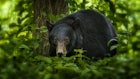 Jogger Attacked, Injured by Black Bear