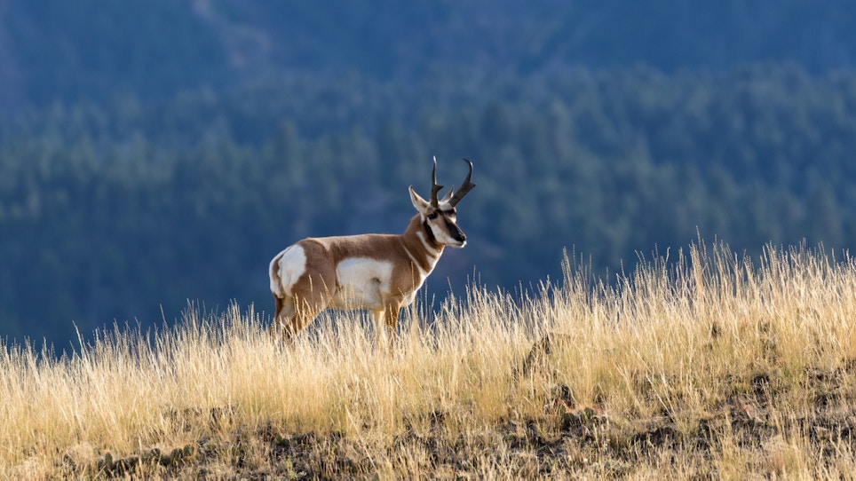3 Shooting Tips for Pronghorn Adventure