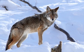 Tips for Bagging Eastern Coyotes