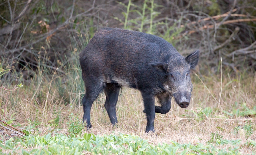 Government Bounty Established in Alberta for Feral Pigs