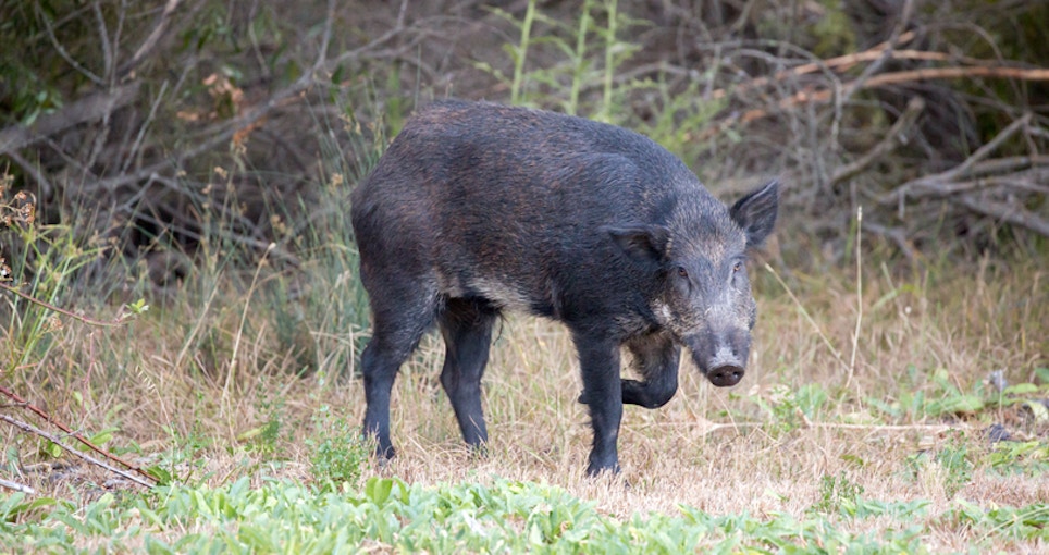 Government Bounty Established in Alberta for Feral Pigs